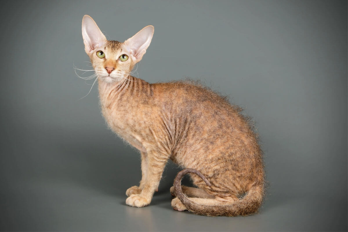 Tanışmanız Gereken Tüysüz Kedi Cinsleri 4 Peterbald