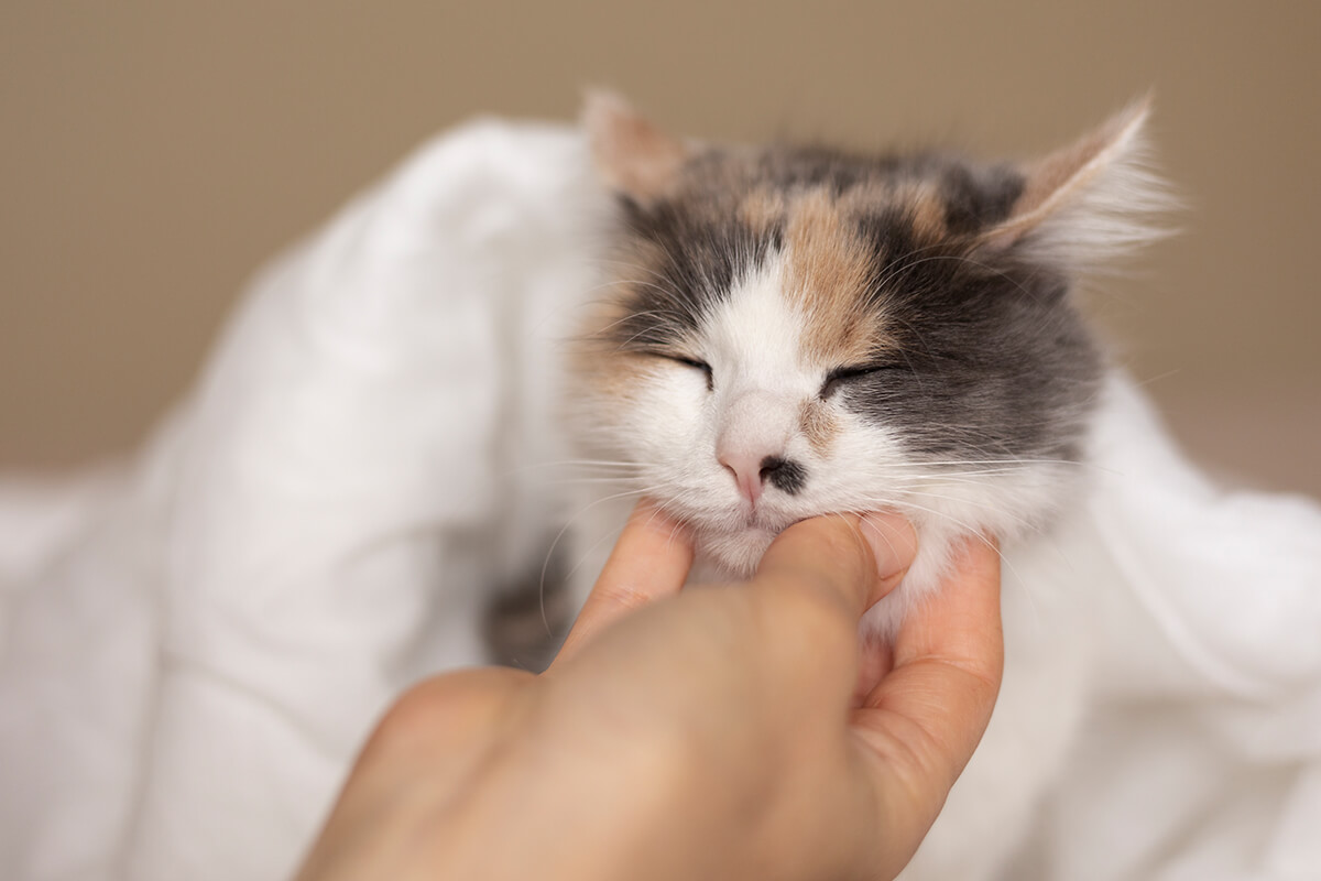 Kedi Piresi Nasıl Geçer? Kedinizdeki Pireleri Nasıl Yok Edebilirsiniz? 4 Pirelerle Mücadele Etmenin Doğal Yolları