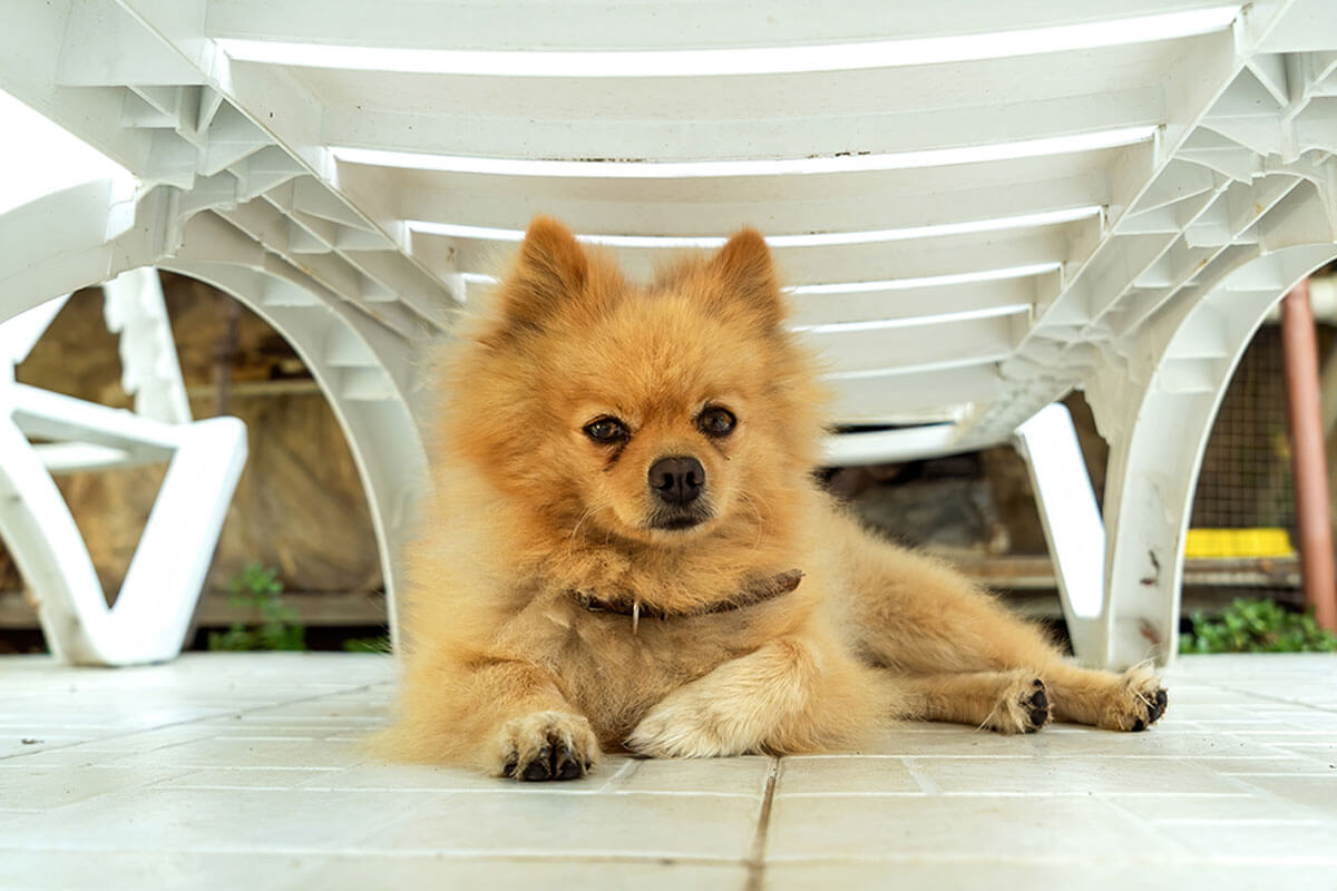 Pomeranian Boo Köpeği Özellikleri ve Bakımı 3 Pomeranian Boo Bakımı ve İpuçları
