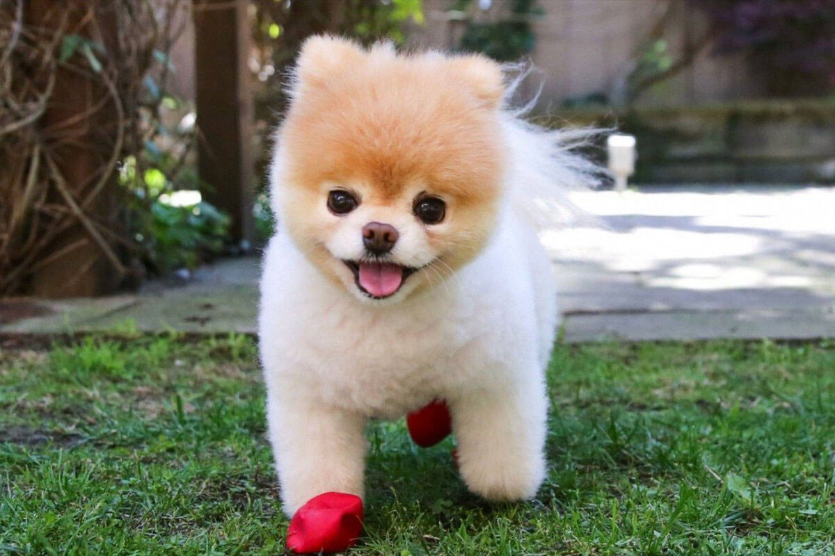 Pomeranian Boo Köpeği Özellikleri ve Bakımı 2 Pomeranian Boo Köpeğinin Fiziksel Özellikleri ve Görünümü