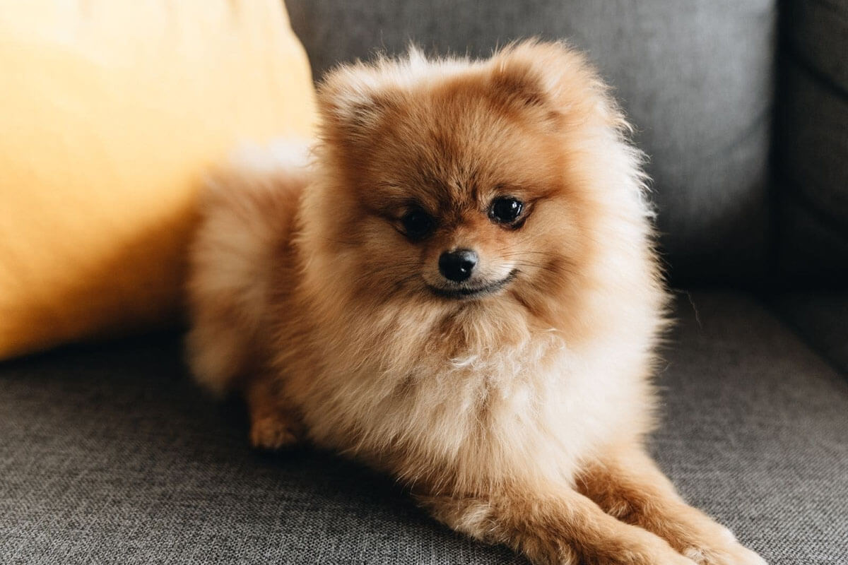 Pomeranian Boo Köpeği Özellikleri ve Bakımı 4 Pomeranian Boo Köpeği Ne Yer, Nasıl Beslenmeli?
