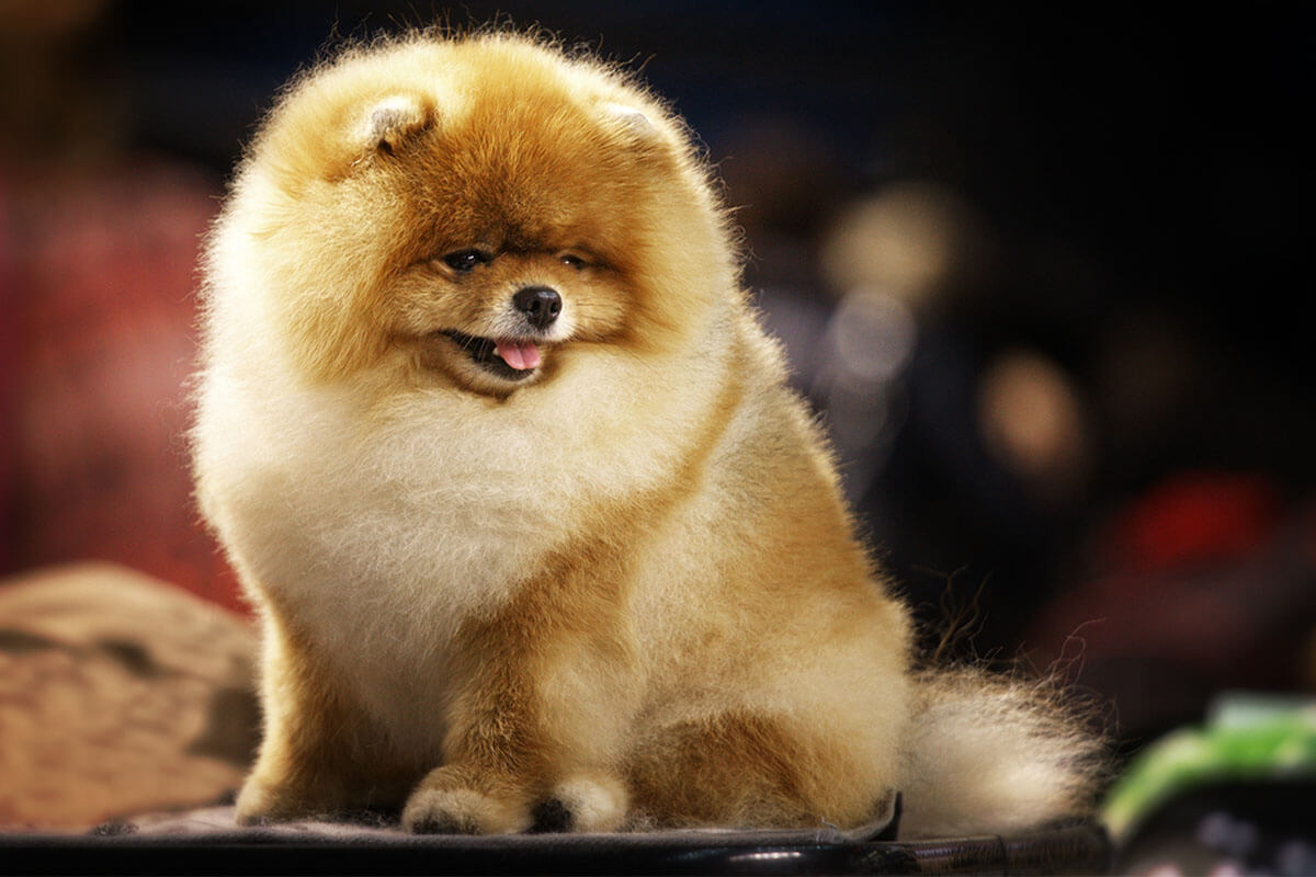 Pomeranian Boo Köpeği Özellikleri ve Bakımı 5 Pomeranian Boo Sahiplenirken Bilinmesi Gerekenler