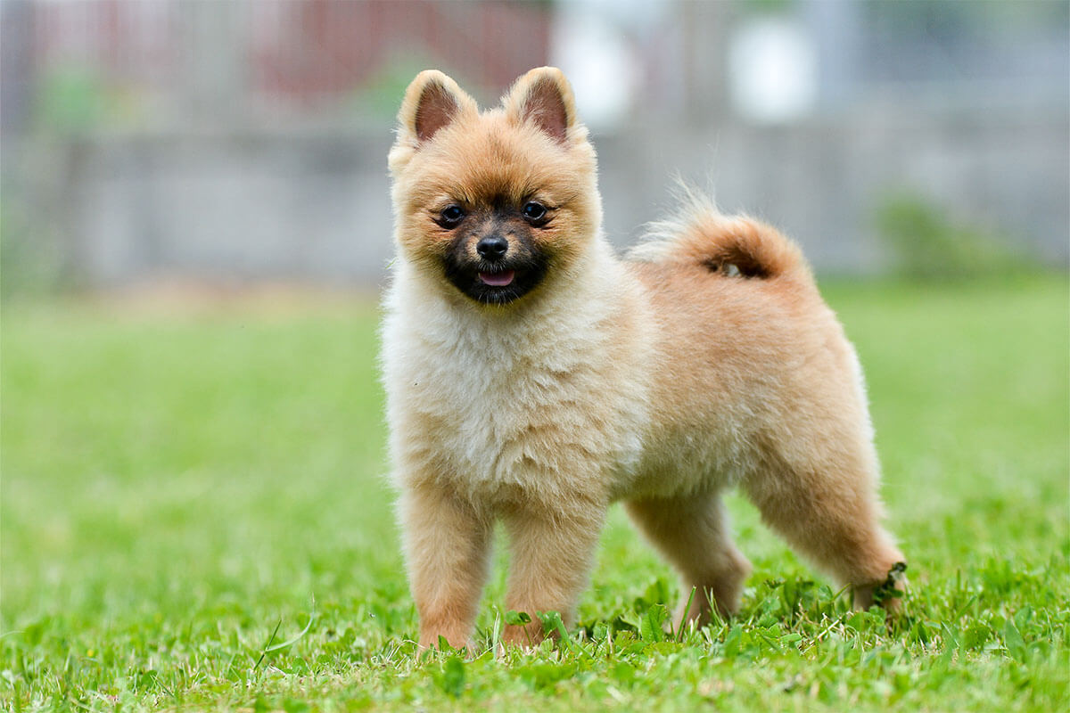 Süs Köpeği (Fino) Cinsleri ve Özellikleri 4 Pomeranian