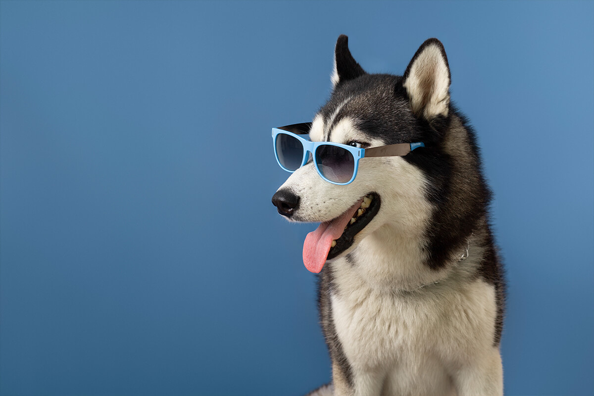 En Güzel Dişi ve Erkek Köpek İsimleri, 200+ İsim Önerileri 4 Popüler Erkek Köpek İsimleri