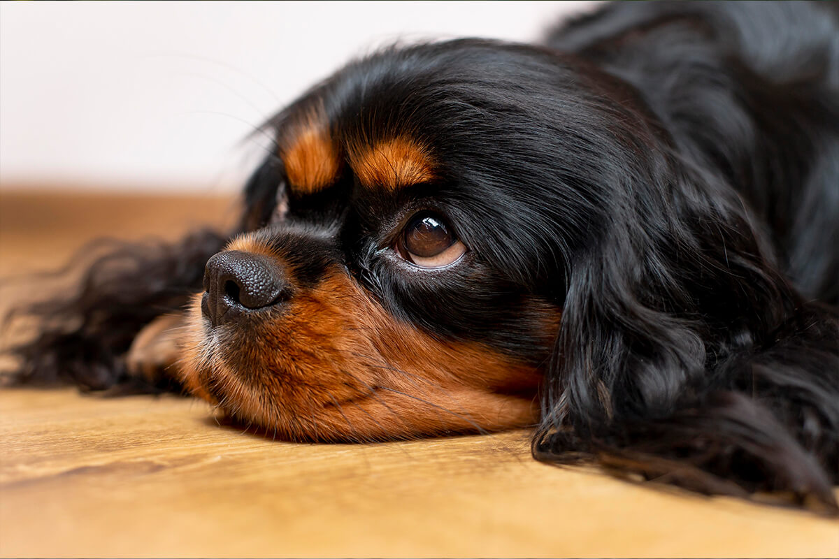En Güzel Dişi ve Erkek Köpek İsimleri, 200+ İsim Önerileri 5 Popüler Unisex Köpek İsimleri