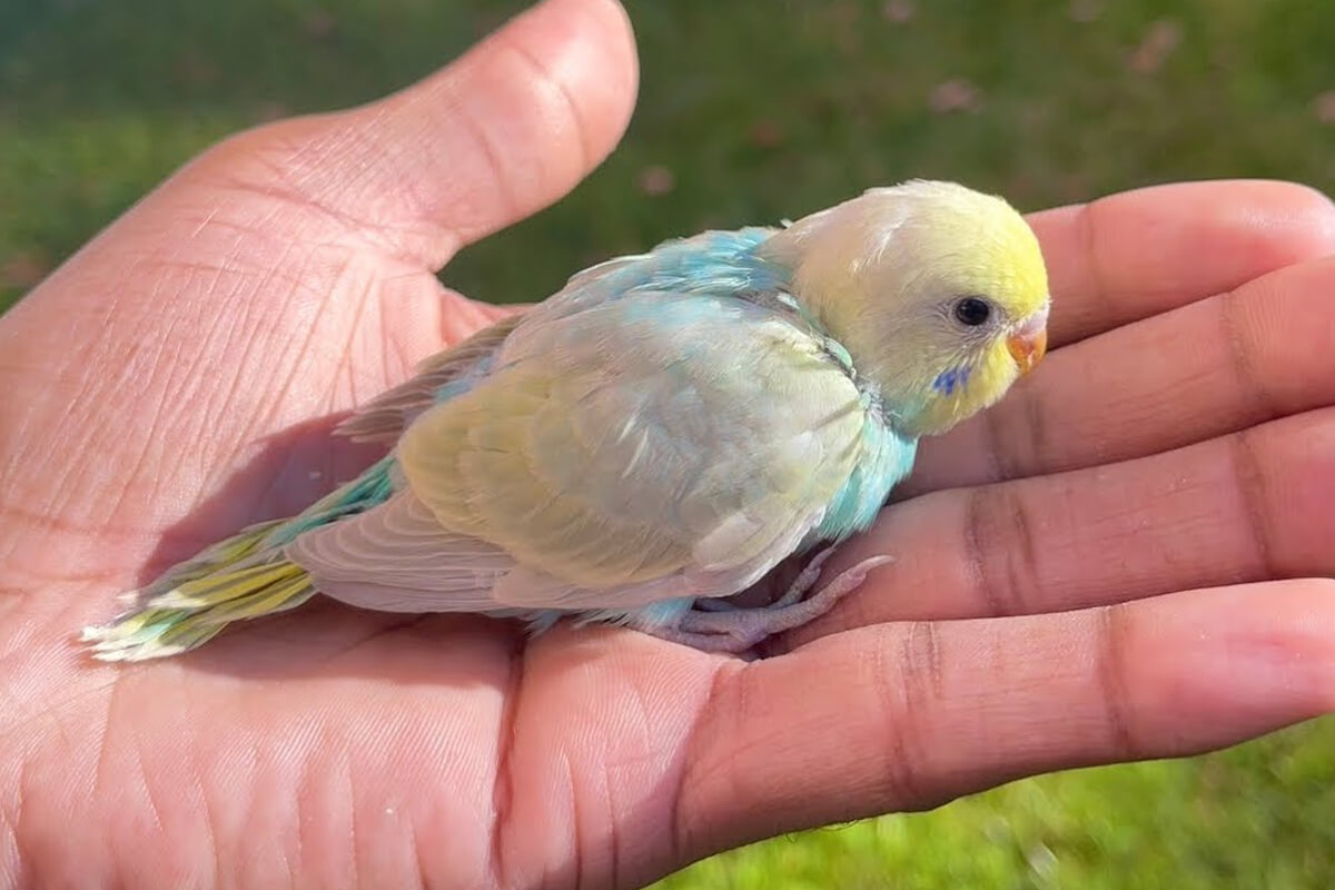 Rainbow (Gökkuşağı) Muhabbet Kuşları