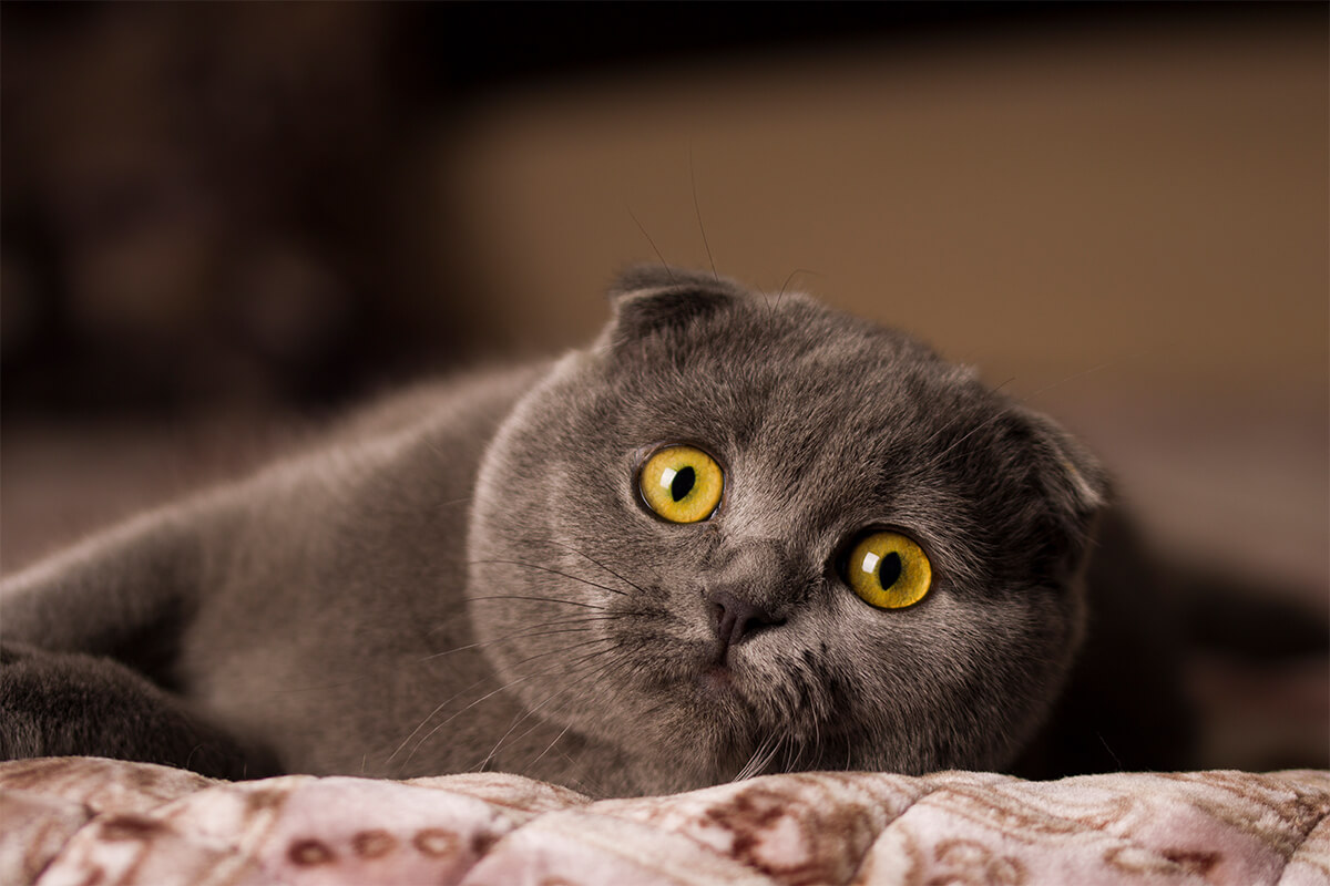Scottish Fold Kedisi Eğitimi