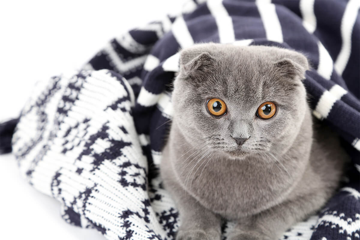 Scottish Fold Kedisinin Bakımı ve İpuçları