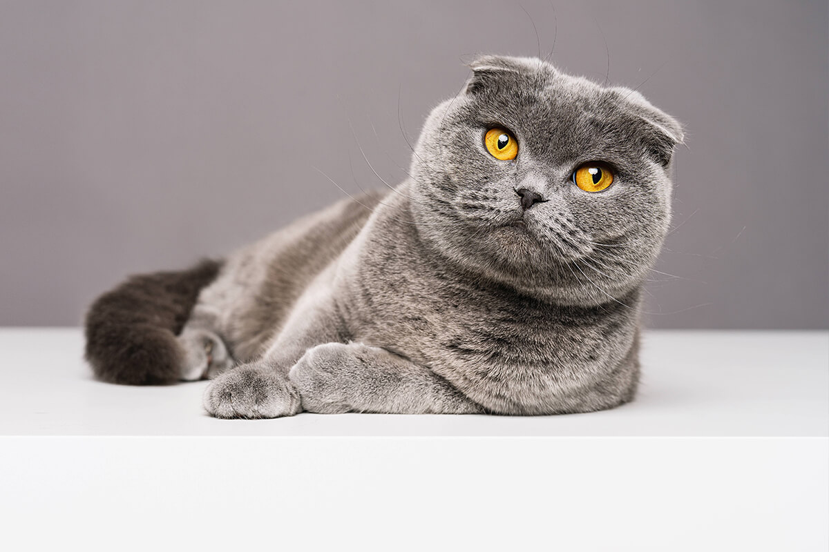 Scottish Fold Kedisinin Fiziksel Özellikleri ve Görünümü