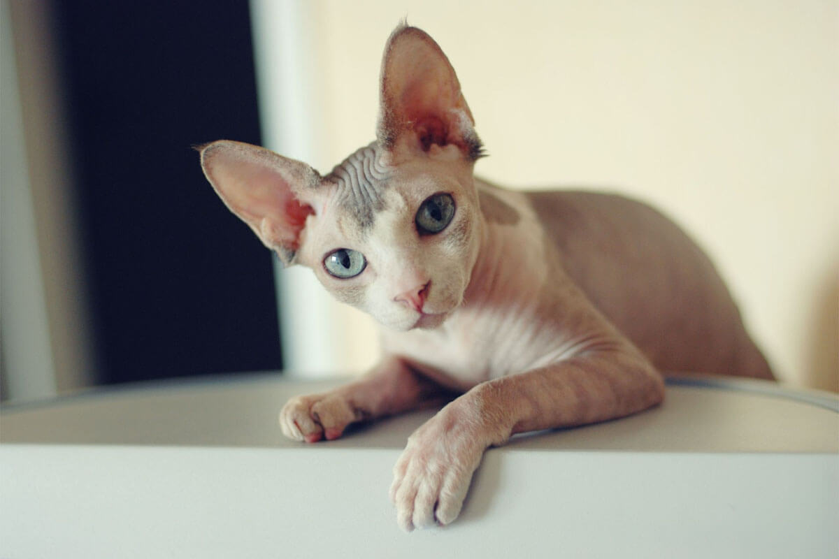 Tanışmanız Gereken Tüysüz Kedi Cinsleri 2 Sphynx (Sfenks) Kedisi