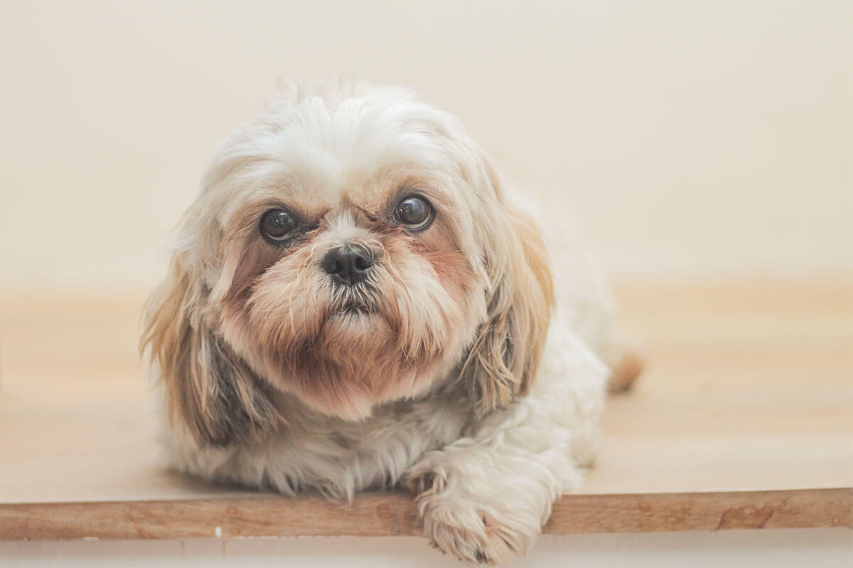 Süs Köpeği (Fino) Cinsleri ve Özellikleri 10 Shih Tzu