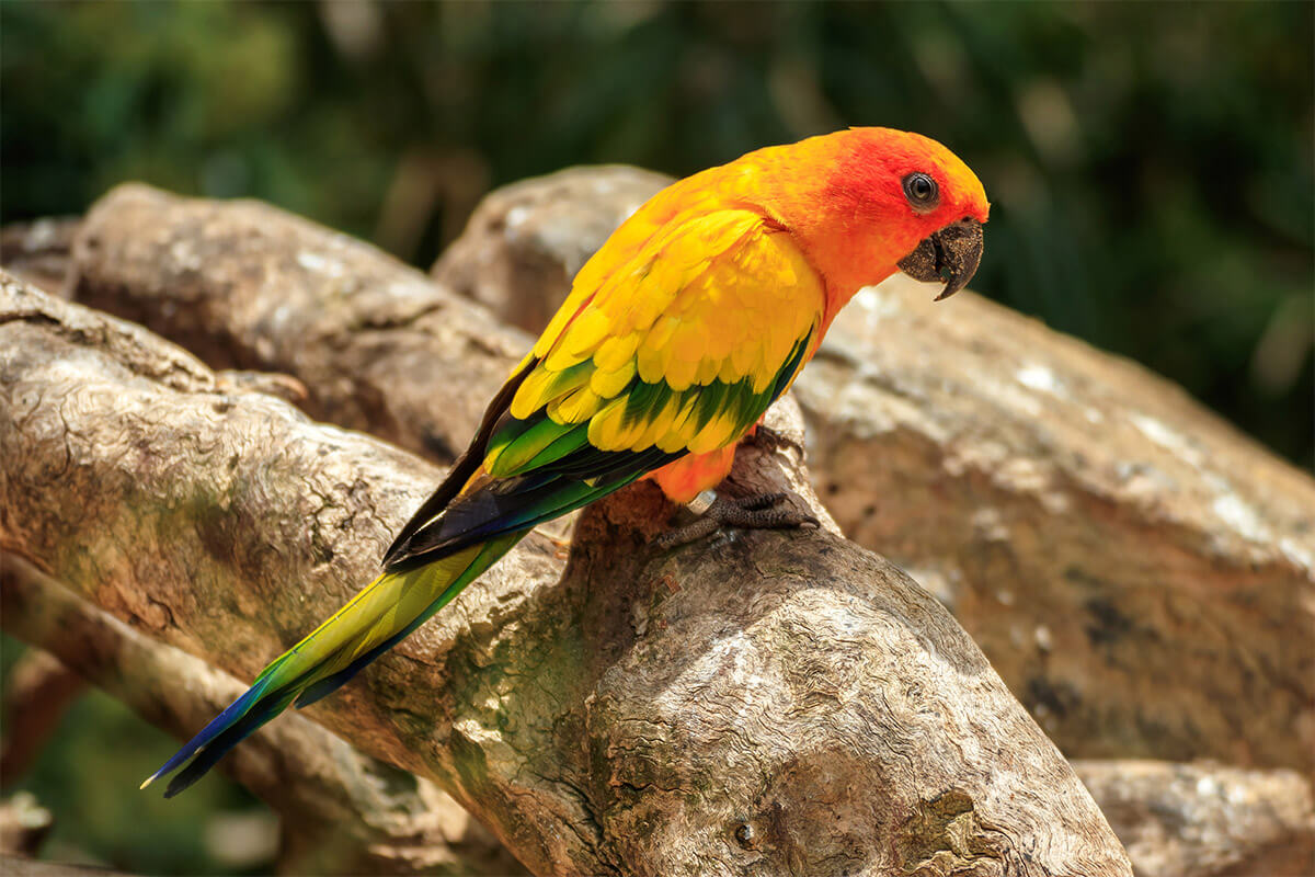 En Büyüleyici 10 Papağan Türü 8 Sun Conure (Aratinga solstitialis) Papağanı