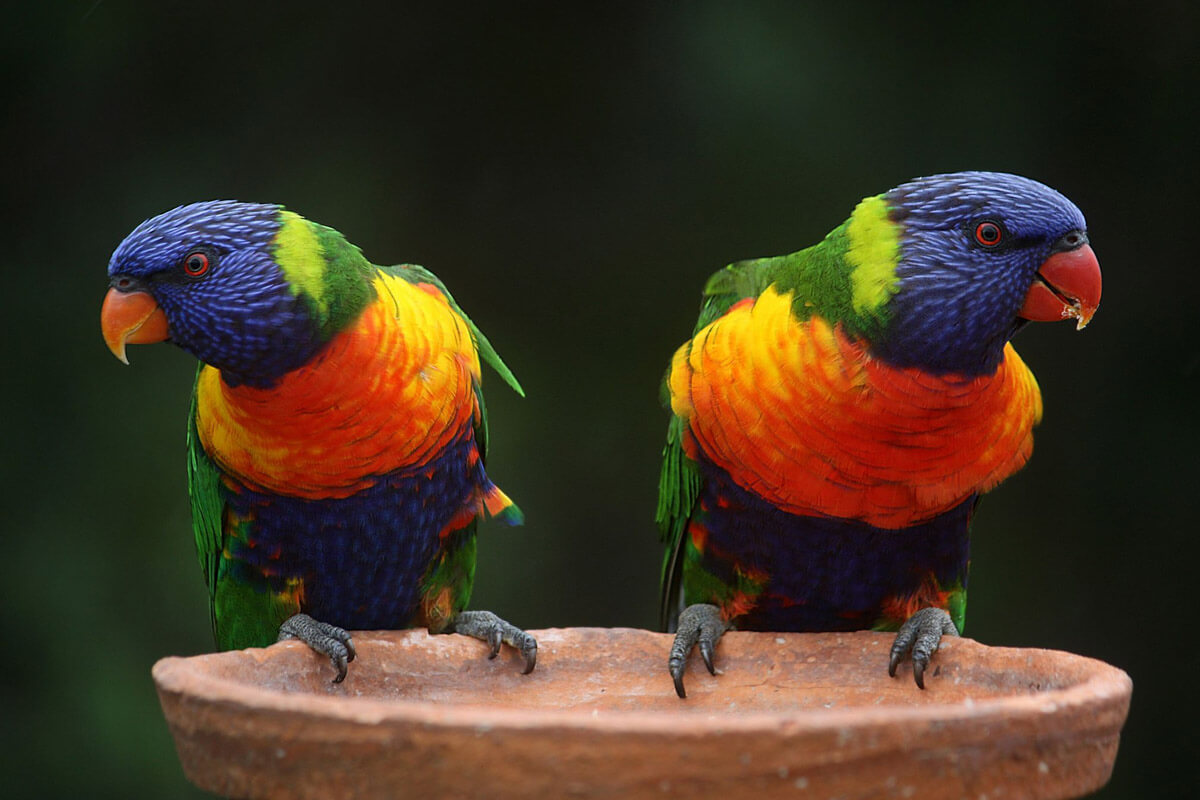 En Büyüleyici 10 Papağan Türü 10 Swainson Papağanı (Rainbow Lorikeet)