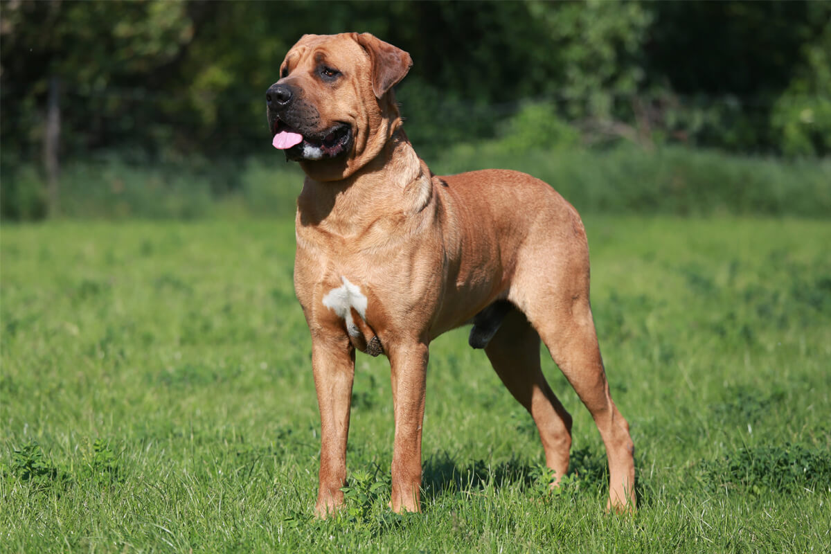 Toplum ve Yasaklı Köpek Irkları