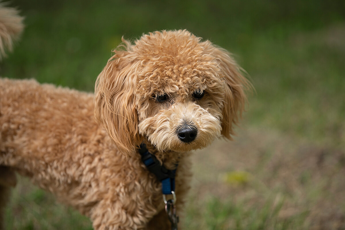 Toy Poodle Özellikleri, Bakımı ve Beslenmesi 5 Toy Poodle Köpeği Ne Yer, Nasıl Beslenmeli?