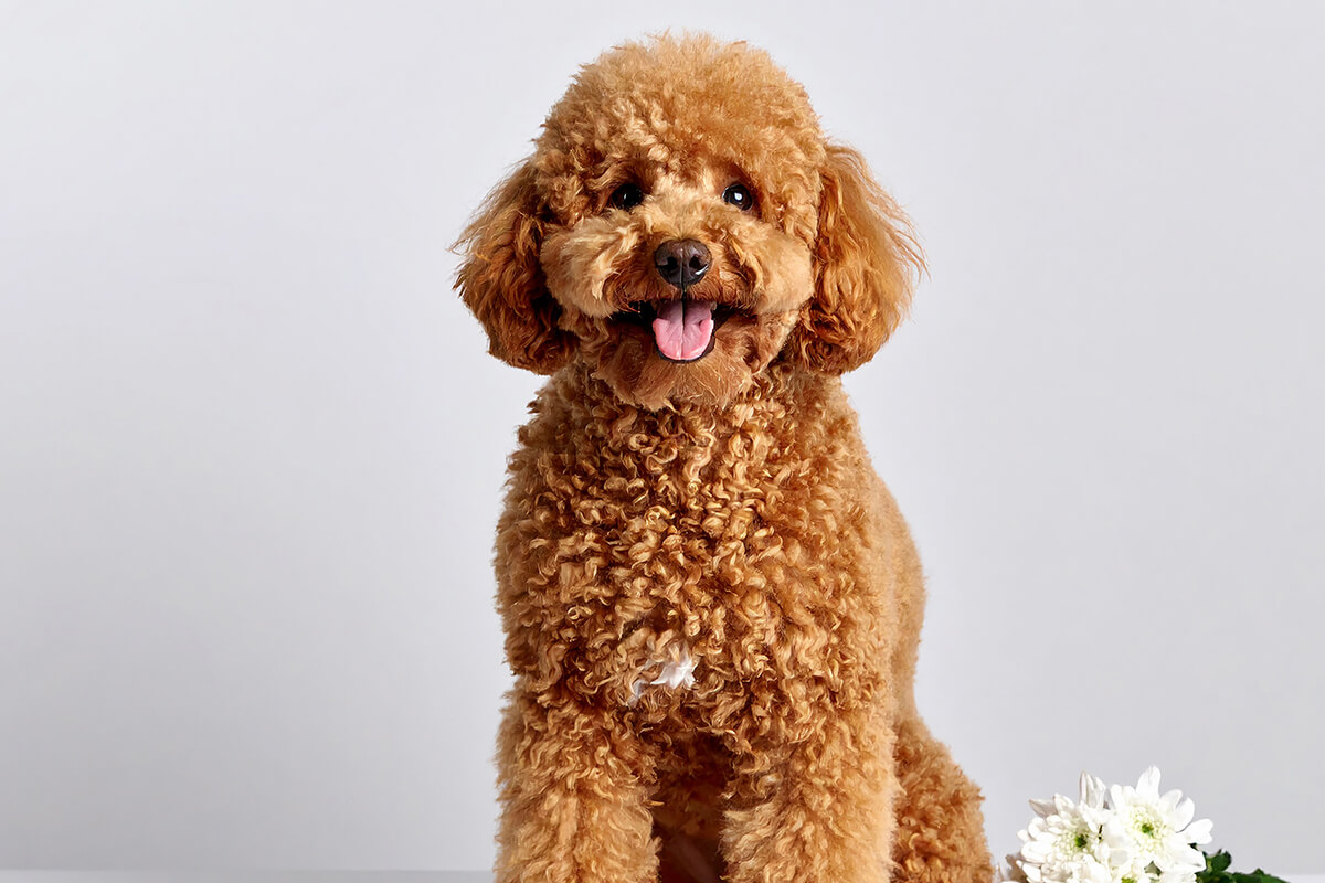 Toy Poodle Özellikleri, Bakımı ve Beslenmesi 6 Toy Poodle Eğitimi
