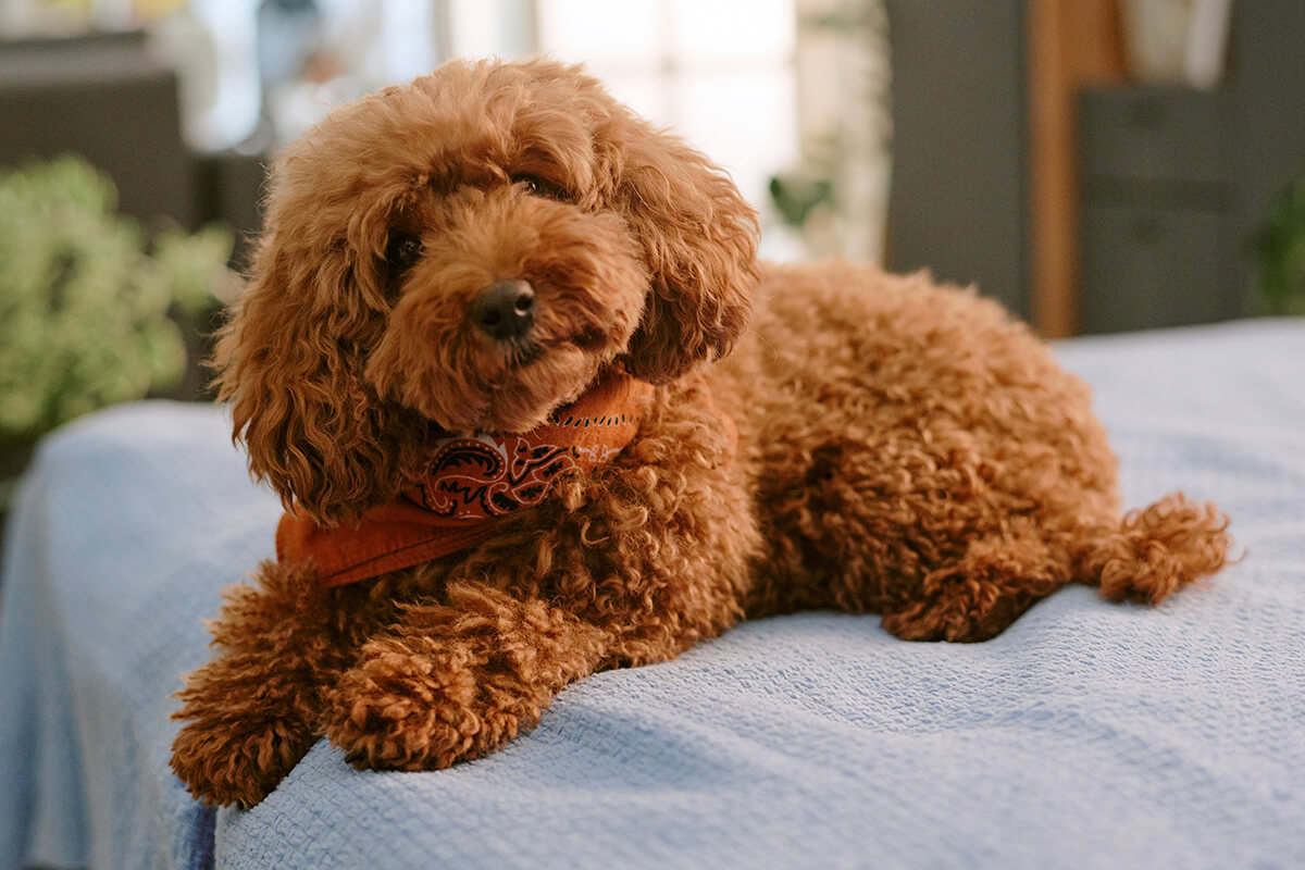 Toy Poodle Özellikleri, Bakımı ve Beslenmesi 3 Toy Poodle Karakteri