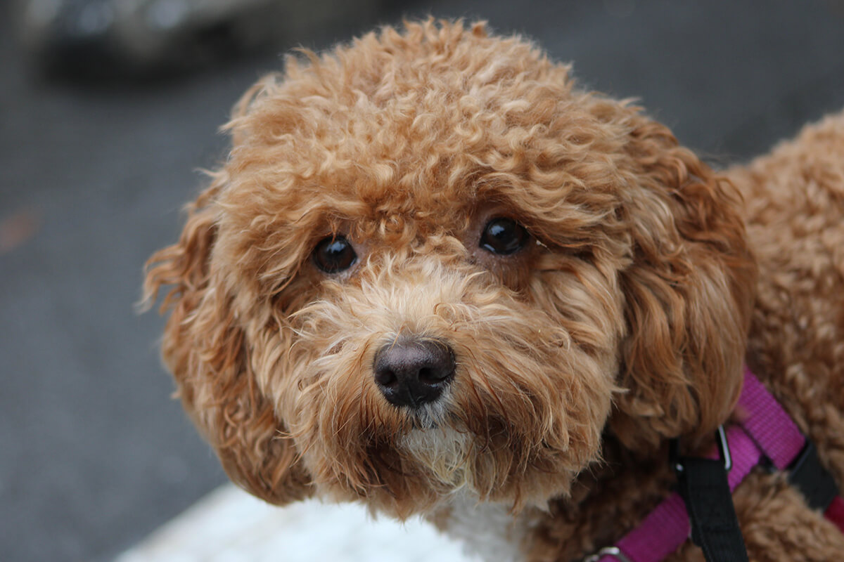 Toy Poodle Özellikleri, Bakımı ve Beslenmesi 2 Toy Poodle Kökeni ve Tarihçesi