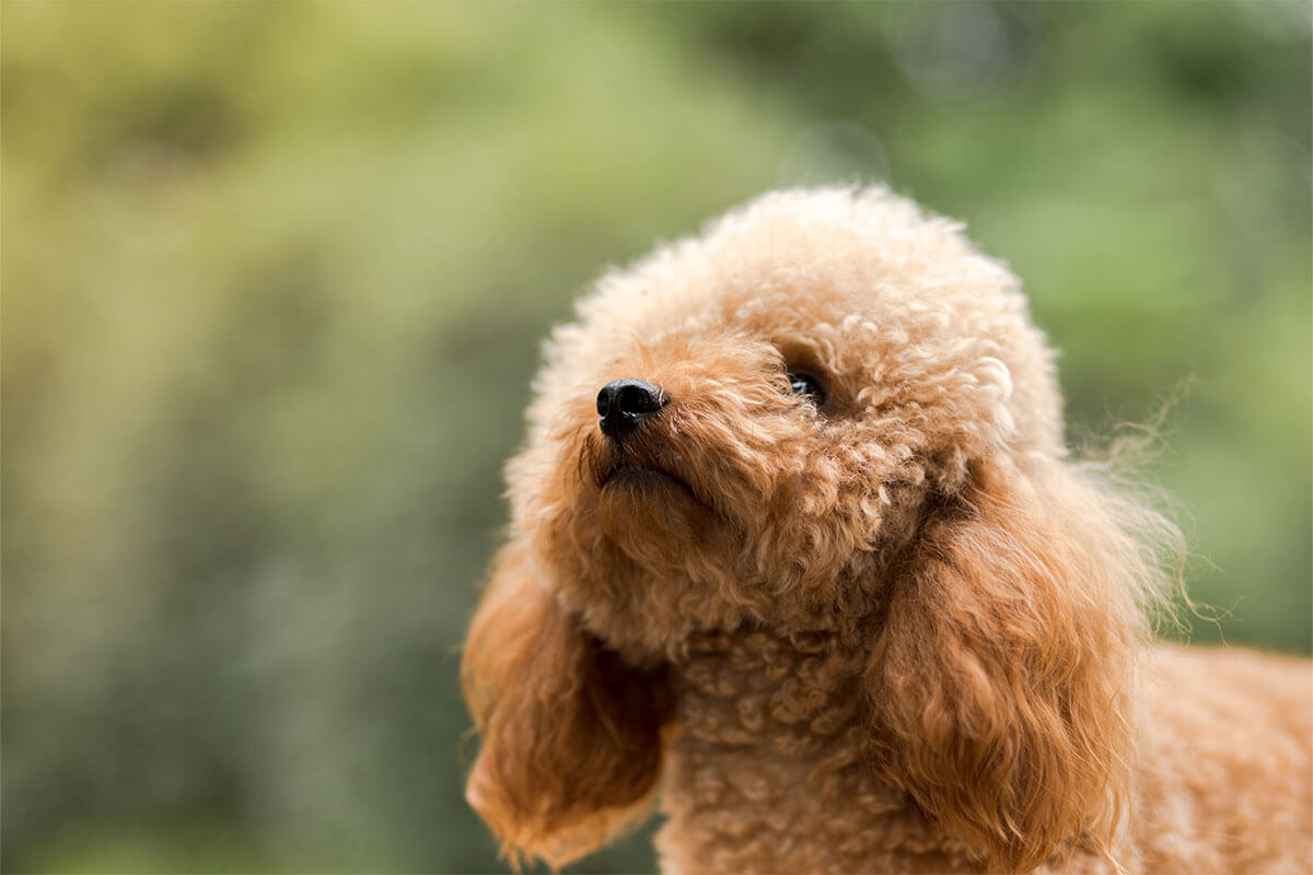 Süs Köpeği (Fino) Cinsleri ve Özellikleri 17 Toy Poodle
