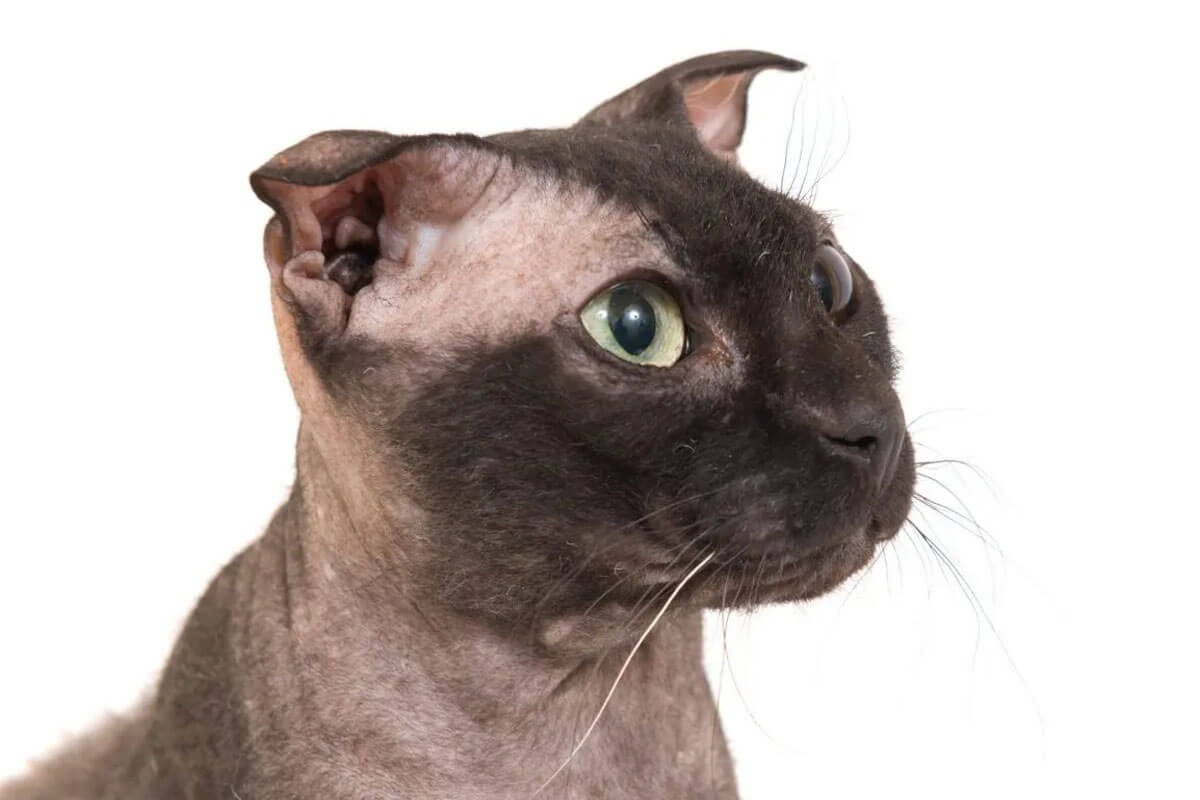 Tanışmanız Gereken Tüysüz Kedi Cinsleri 6 Ukraynalı Levkoy