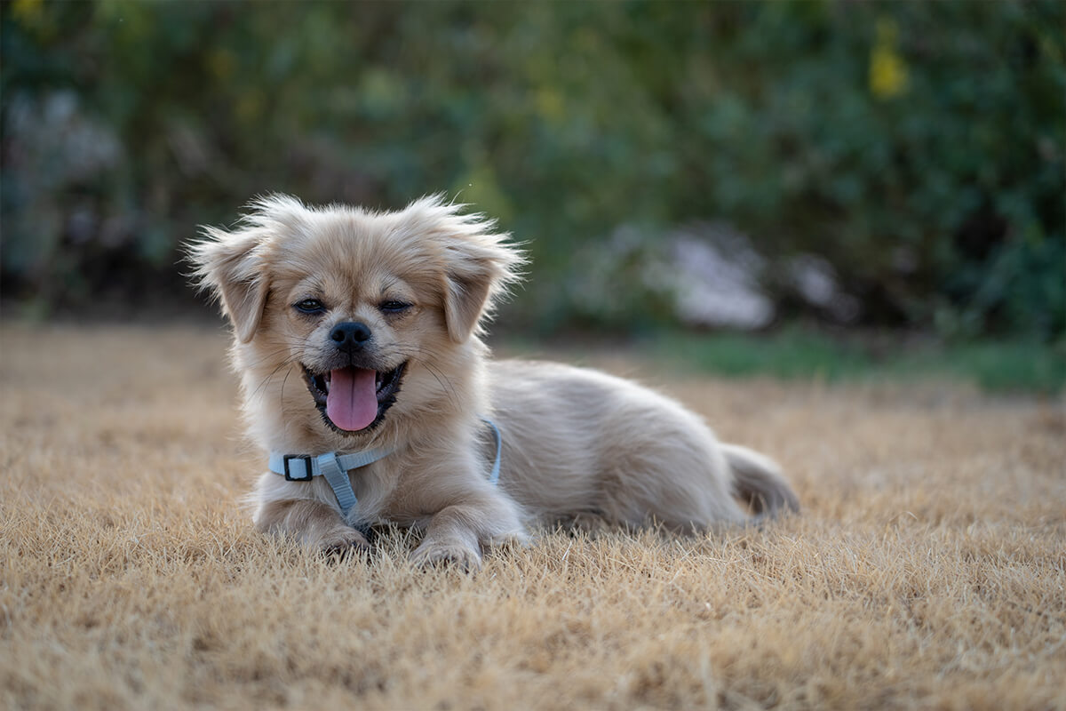 En Güzel Dişi ve Erkek Köpek İsimleri, 200+ İsim Önerileri 6 Yabancı Köpek İsimleri