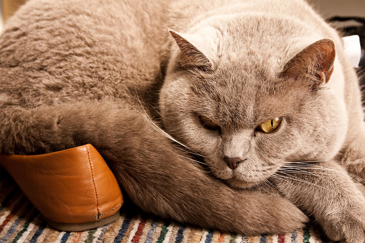 Aylık Gelişimlerine Göre Kedi Davranışları ve Anlamları 4 Yaşlı Kedi Sahiplerinin Dikkat Etmesi Gerekenler