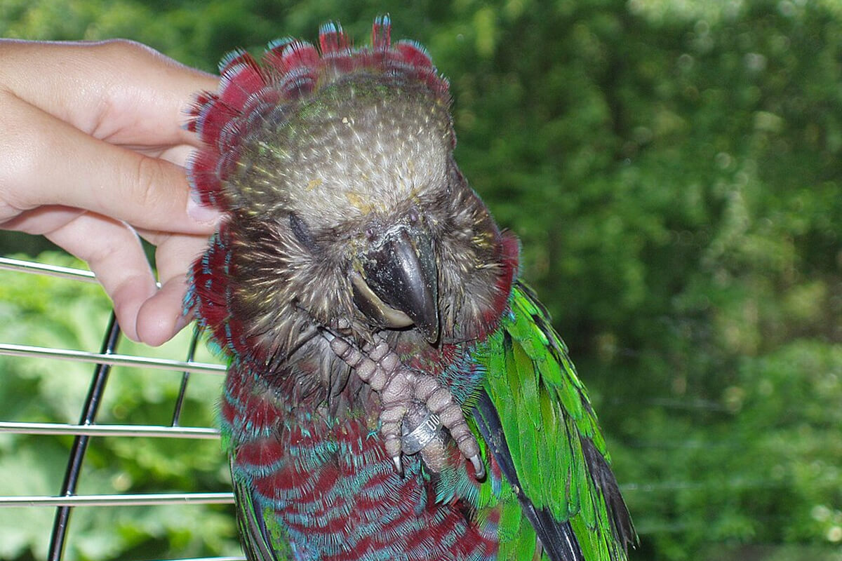 En Büyüleyici 10 Papağan Türü 4 Yelpazeli Papağan (Hawk-Headed)