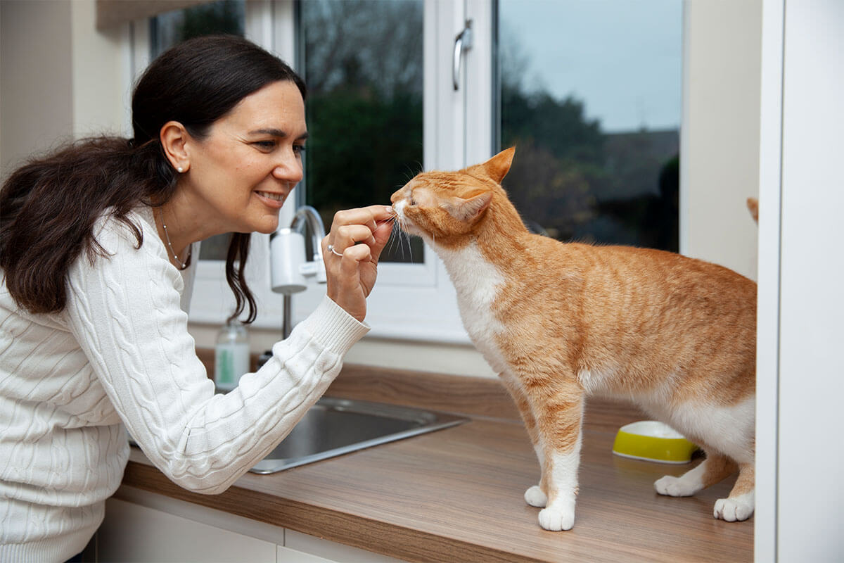 Ev Yapımı Kedi Maması Tarifleri 5 Yetişkin Kedi İçin Besin Takviyeleri