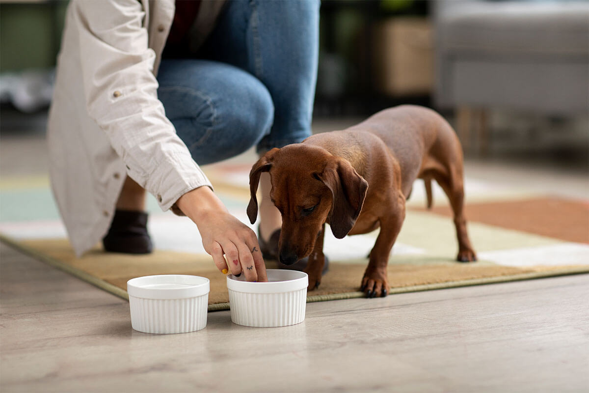 Ev Yapımı Köpek Maması Tarifleri 5 Yetişkin Köpek İçin Besin Takviyeleri
