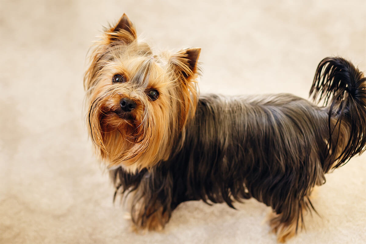 Süs Köpeği (Fino) Cinsleri ve Özellikleri 8 Yorkshire Terrier
