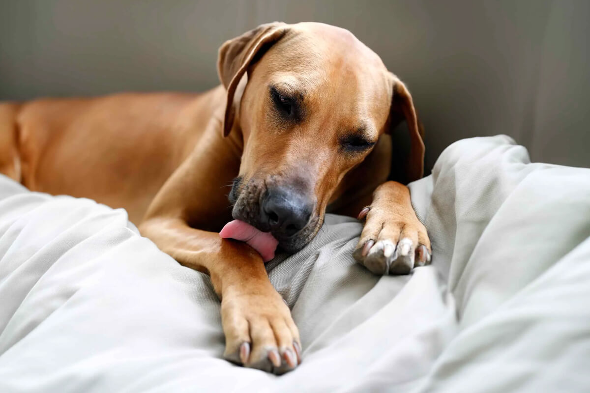 Köpeğiniz Sizi Yaladığında Ne Anlatmak İstiyor? 3 Aşırı ve Sorunlu Yalama Davranışı Nasıl Durdurulur?