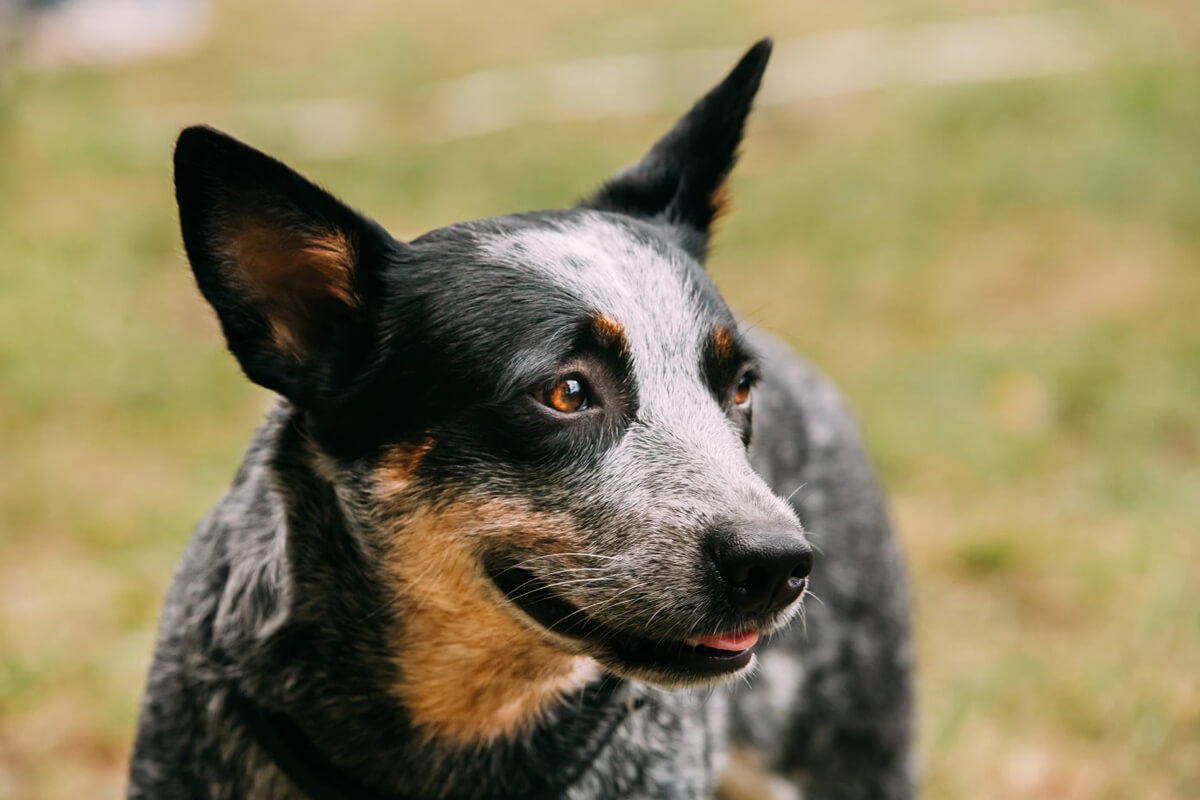 Avustralya Sığır Köpeği Sahiplenmenin Avantajları ve Dezavantajları