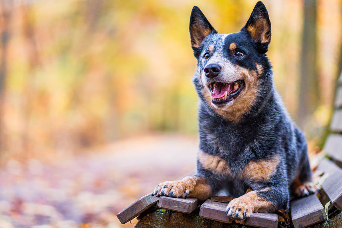 Avustralya Sığır Köpeği Tarihçesi