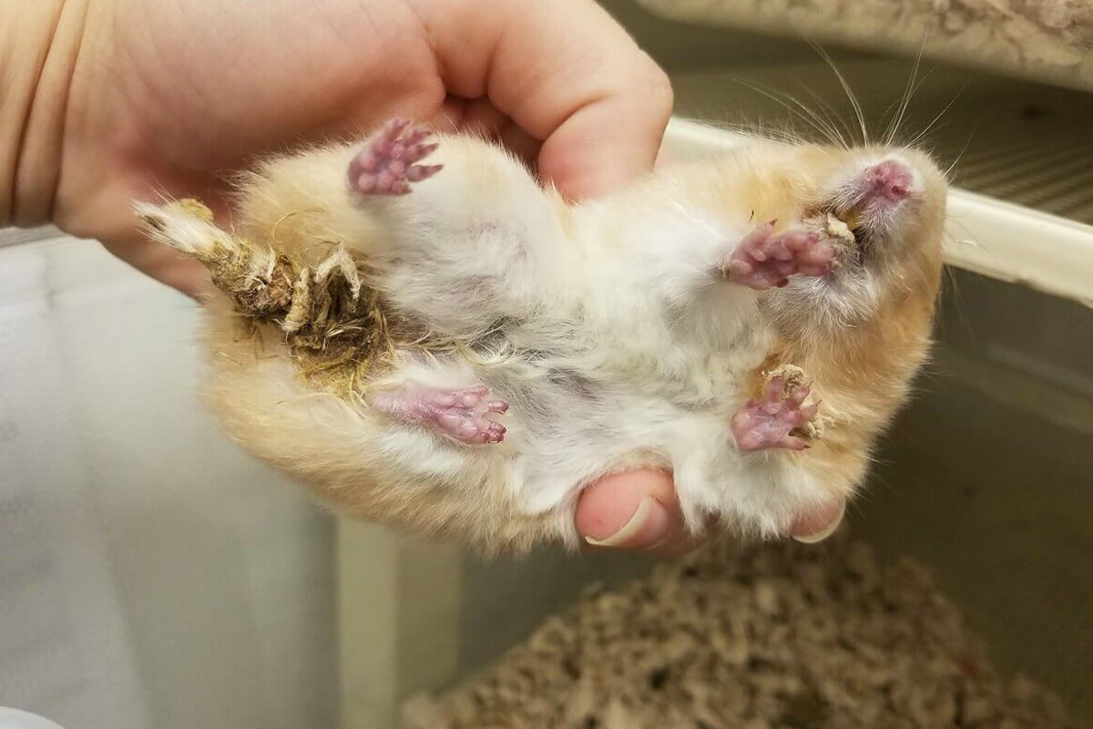 Hamsterlarda Islak Kuyruk Hastalığı: Belirtileri, Nedenleri ve Tedavisi 2 Hamsterlarda Islak Kuyruk Belirtileri