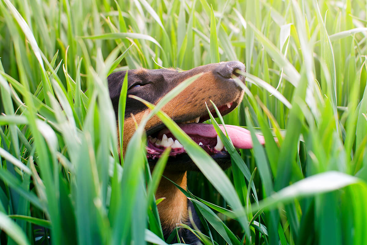 Biberiye Köpekler İçin Güvenli mi? 3 Biberiyenin Köpekler İçin Olası Sağlık Faydaları