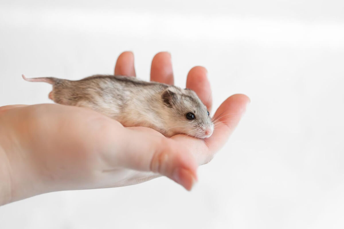 Çin Hamsterı Eğitimi