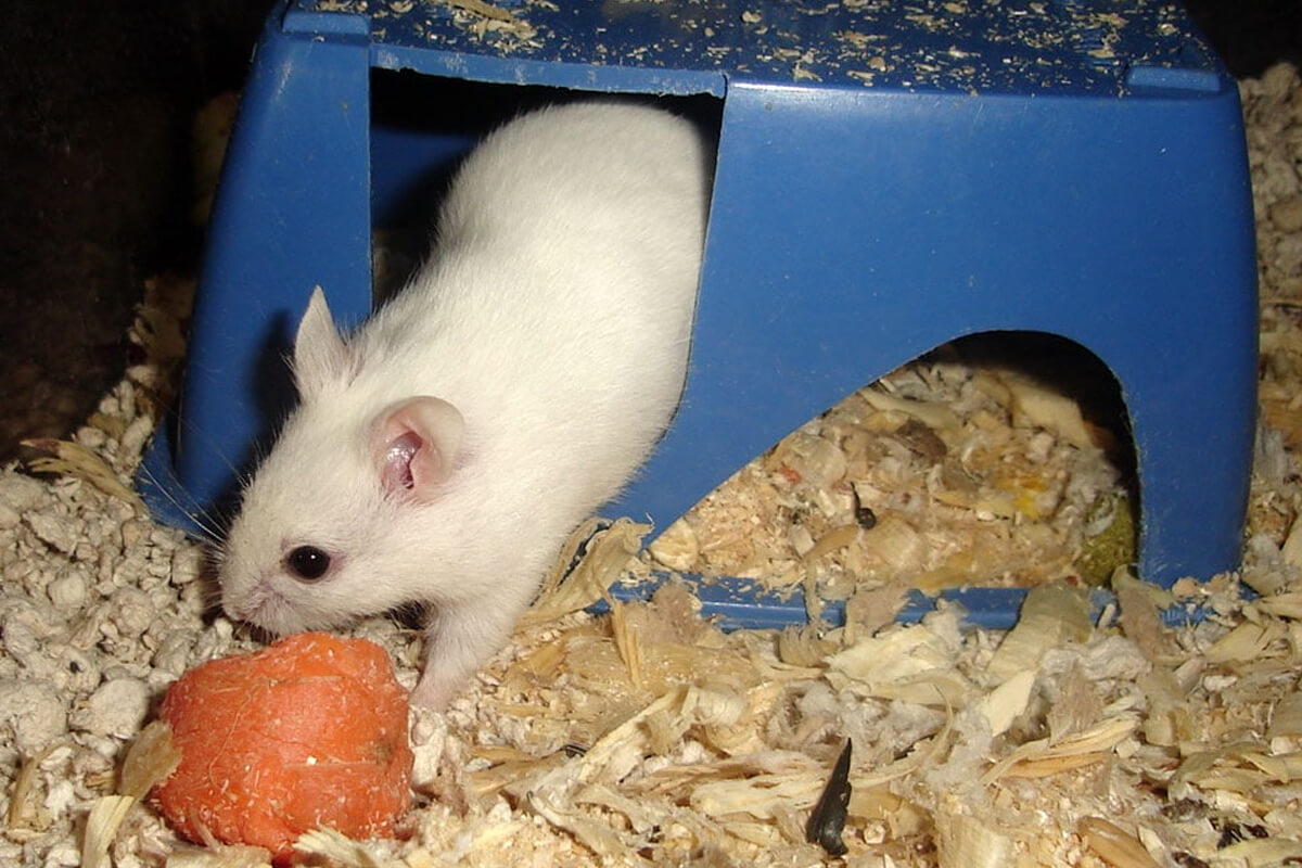 Çin Hamsterı Ne Yer? Beslenme Rehberi