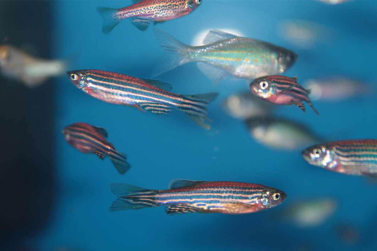 Zebra Danio Özellikleri, Bakımı ve Beslenmesi 4 Cinsiyet Ayrımı: Dişi ve Erkek Zebra Danio Nasıl Ayırt Edilir?