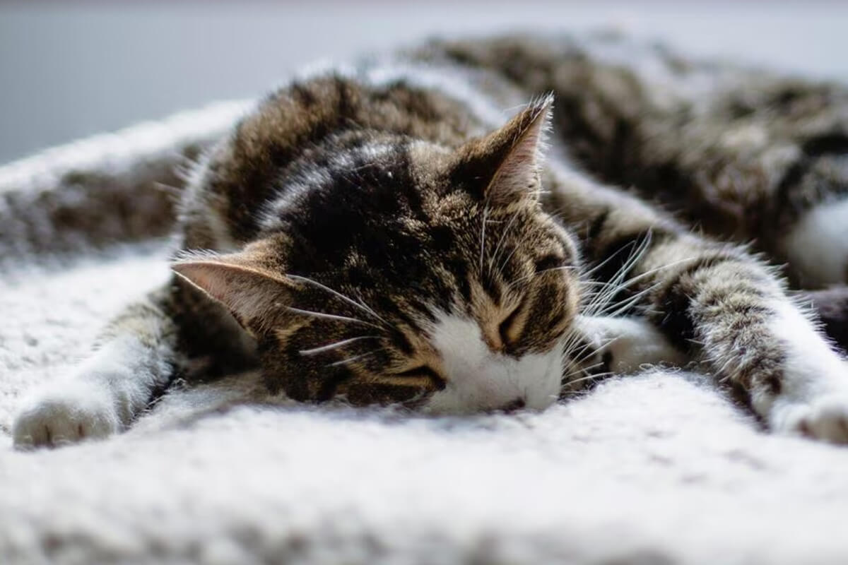 Depresyondaki Bir Kediye Nasıl Yardım Edilir?
