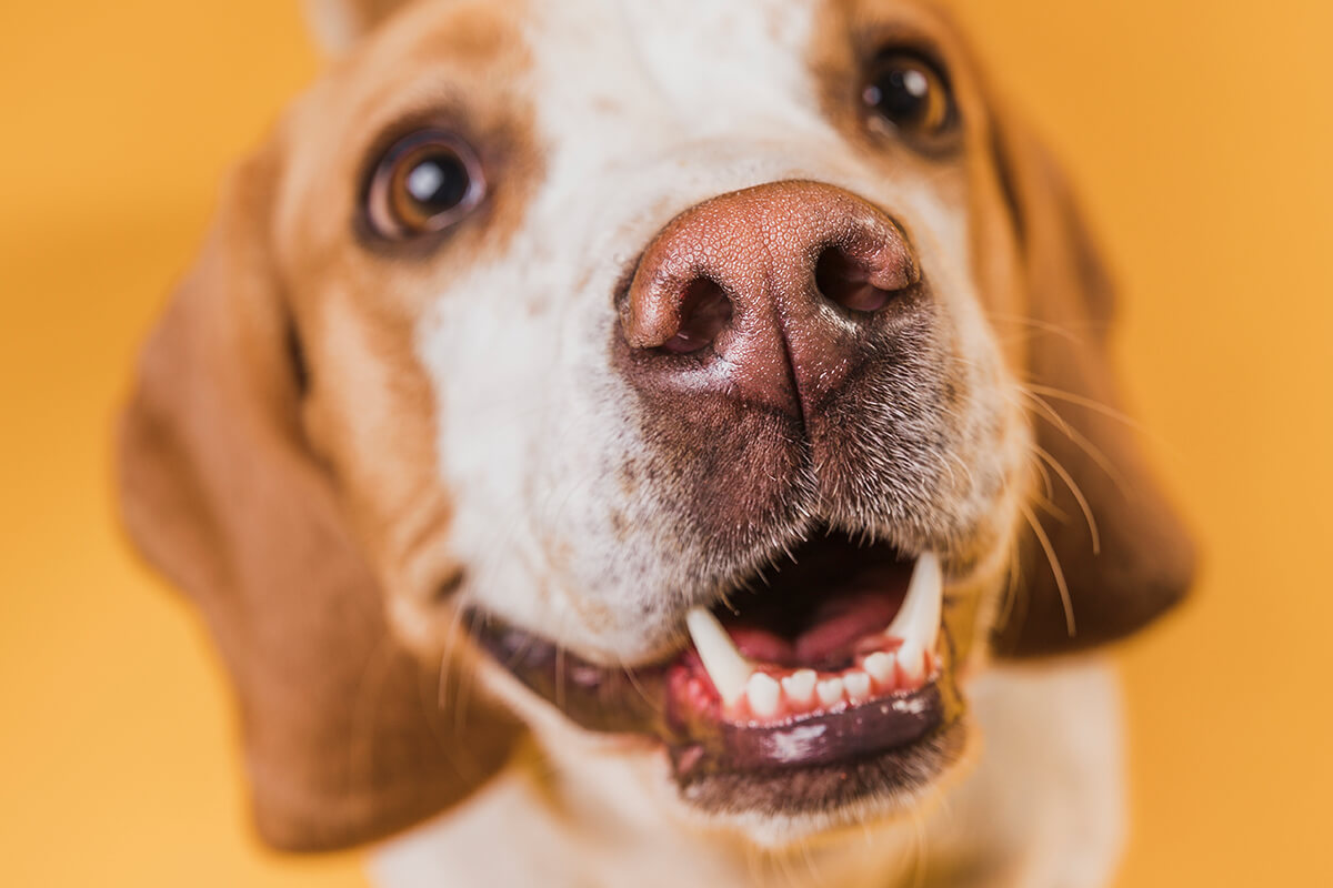 Köpeğe Gülümseme Eğitimi