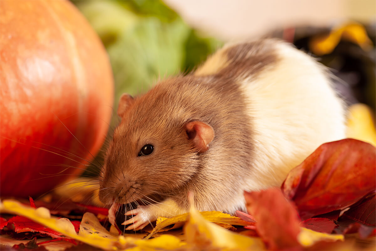 Hamsterlar Meyve Yiyebilir mi? 2 Hamsterlar İçin Tehlikeli ve Uzak Durulması Gereken Meyveler