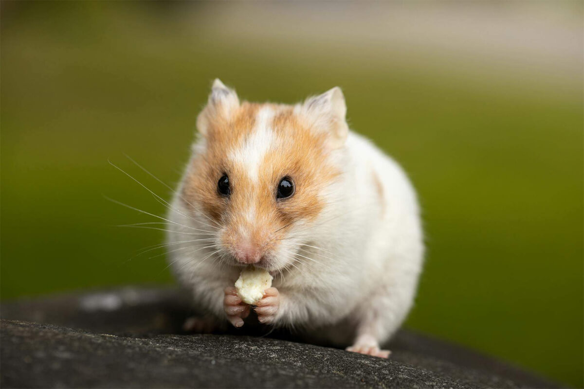 Hamsterlar Yavrularını Neden Yer? 2 Hamsterların Doğal Diyeti: Beslenme İhtiyaçları Nelerdir?
