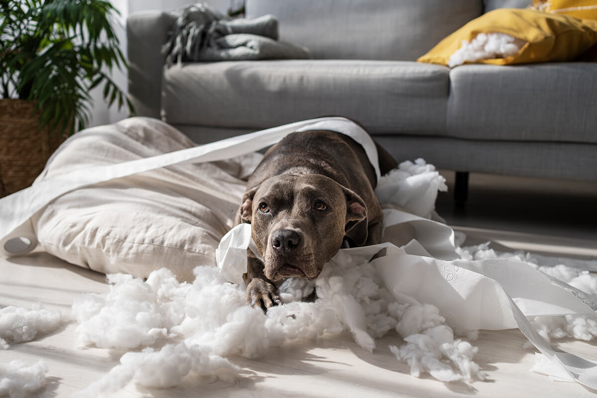 Köpekler Neden Kulaklarını Arkaya Yatırır? 3 Hastalık veya Yaralanma