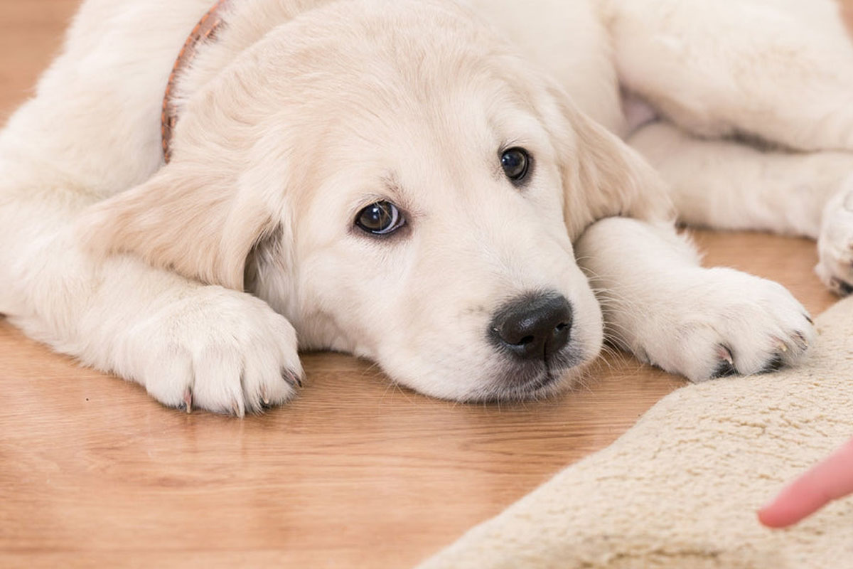 Köpeğim Neden Eve Çiş Yapıyor? 2 İdrar Kaçırma (İnkontinans) Problemi