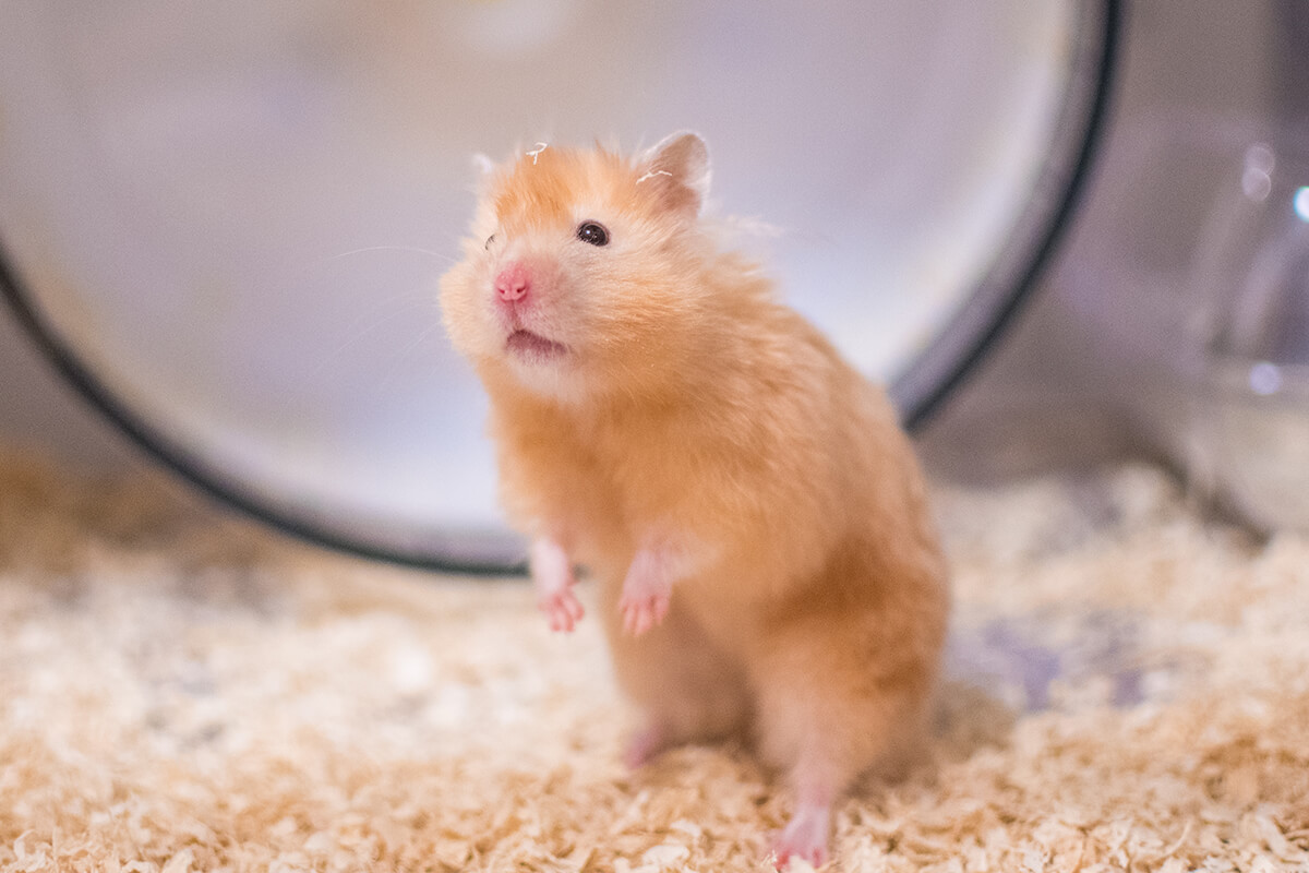 Hamsterlarda Islak Kuyruk Hastalığı: Belirtileri, Nedenleri ve Tedavisi 4 Hamsterlarda Islak Kuyruk İyileşme Süreci