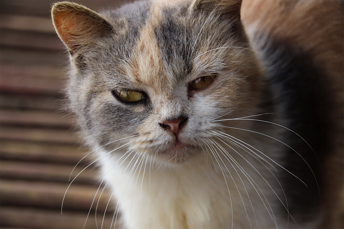 Kısırlaştırılmamış Bir Kedi Yılda Kaç Kez Doğum Yapabilir? 3 Kedilerde Menopoz Gerçek mi? Üreme Yeteneği Ne Zaman Biter?