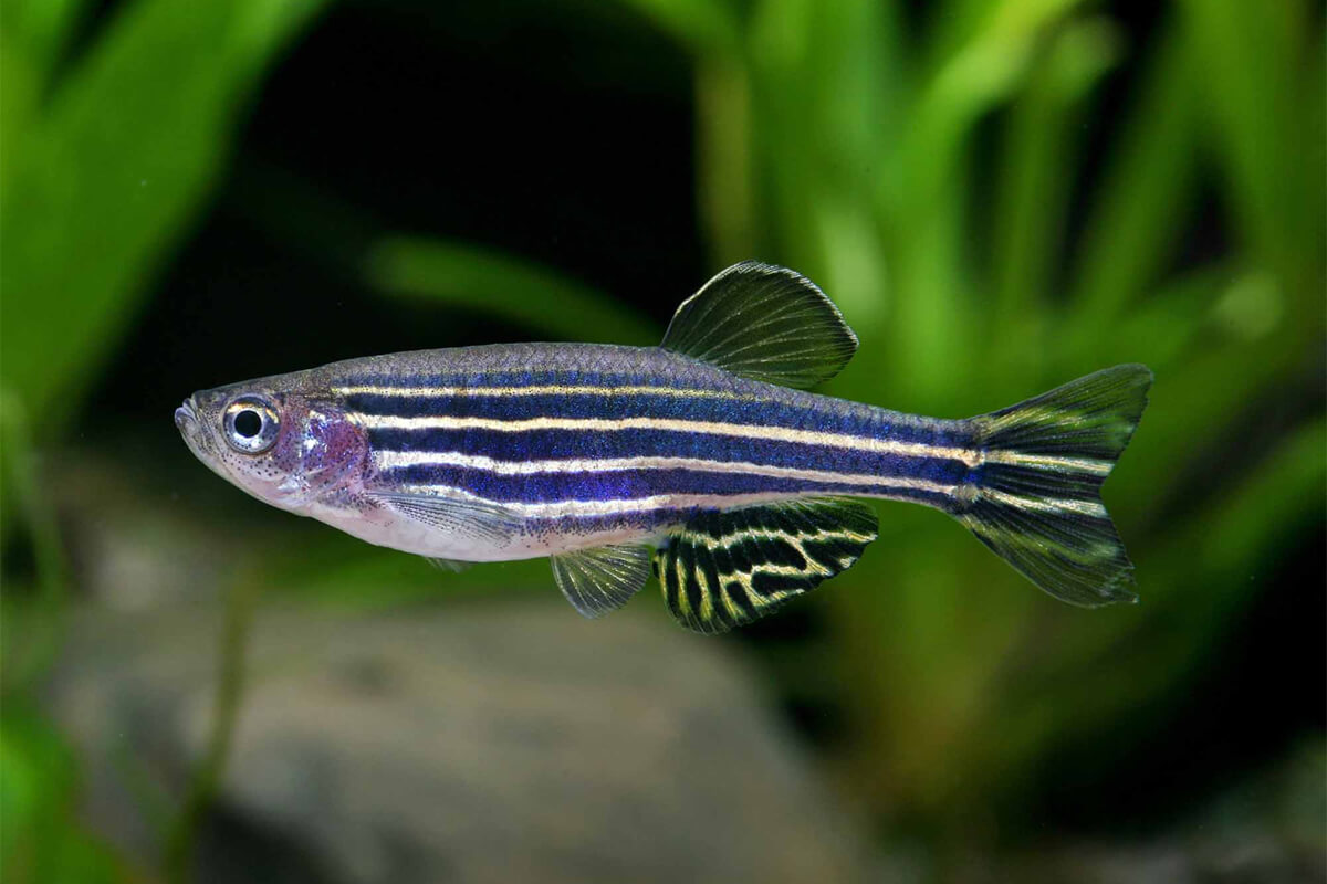 Zebra Danio Özellikleri, Bakımı ve Beslenmesi 2 Köken ve Doğal Dağılım: Zebra Daniolar Nereden Geliyor?