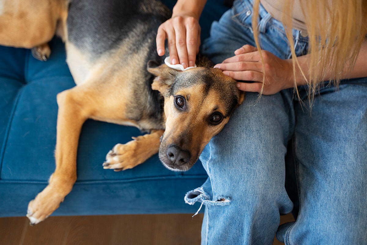 Köpeklerde Kızgınlık Dönemi ve Belirtileri 3 Köpeğim Ne Sıklıkla Kızgınlık Dönemine Girer?