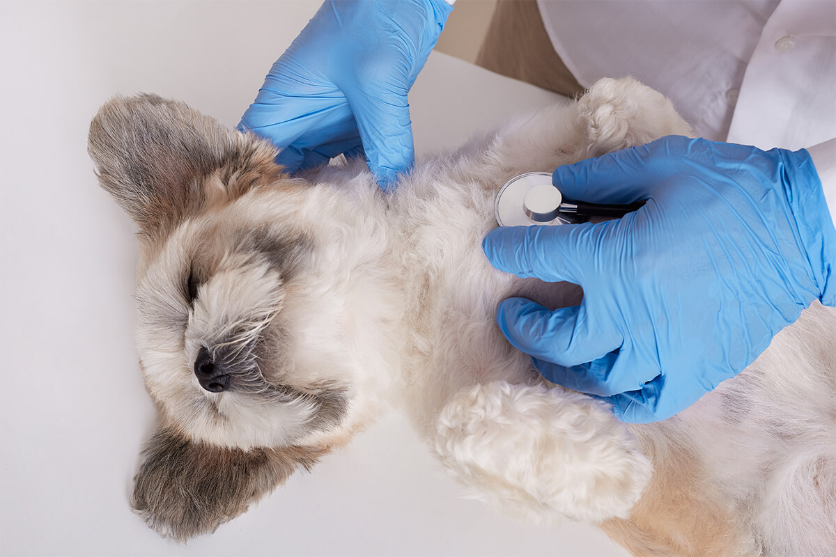 Köpeğimde Parazit Olduğunu Nasıl Anlarım? Belirtiler Nelerdir?