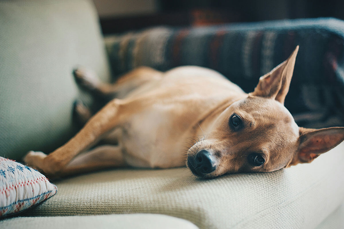 Köpeklerde Kızgınlık Dönemi ve Belirtileri 4 Köpeğimi Hangi Yaşta Kısırlaştırmalıyım?